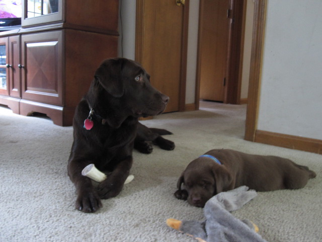 Two chocolate labs hanging out together