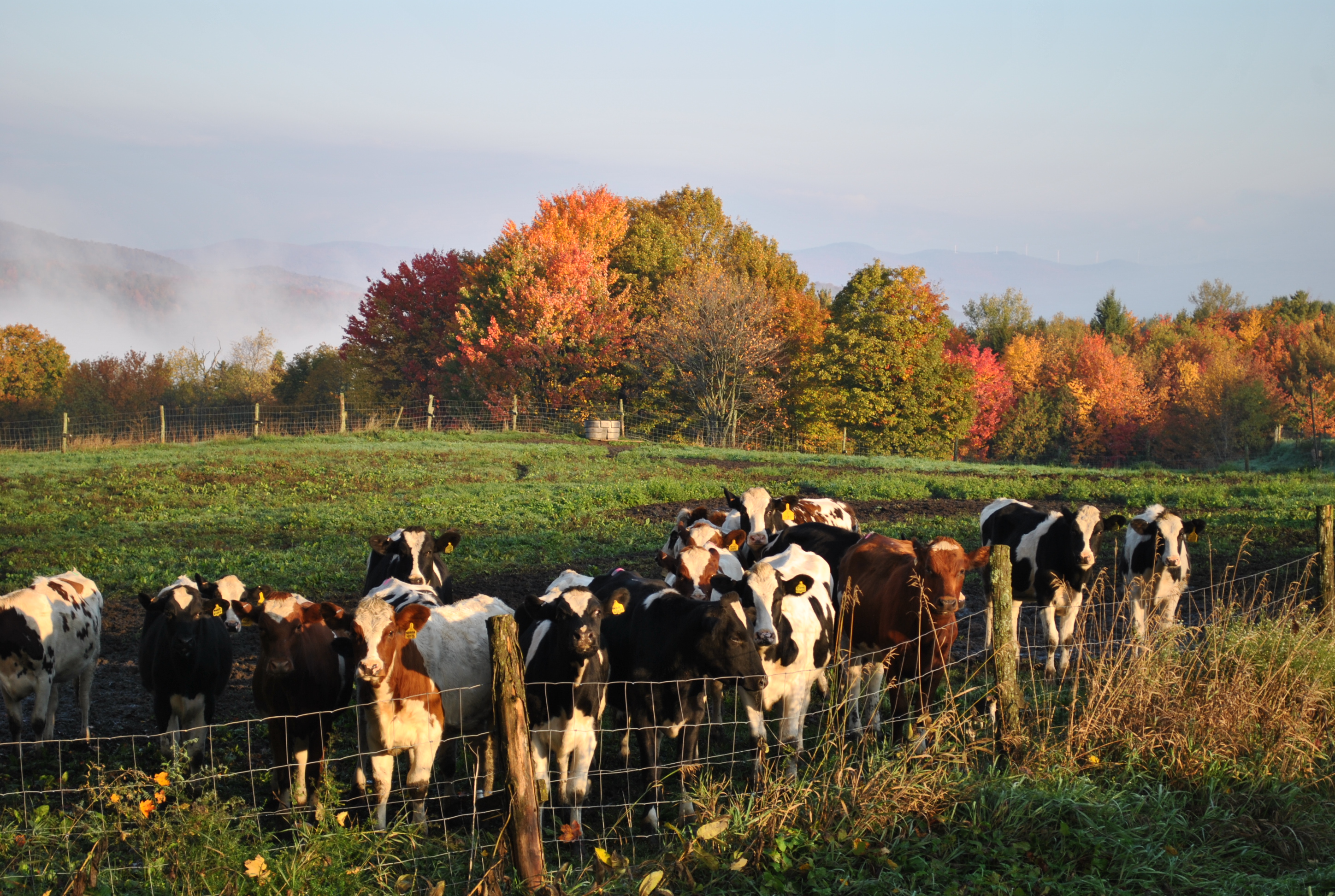 Heifers Grazing in Fall