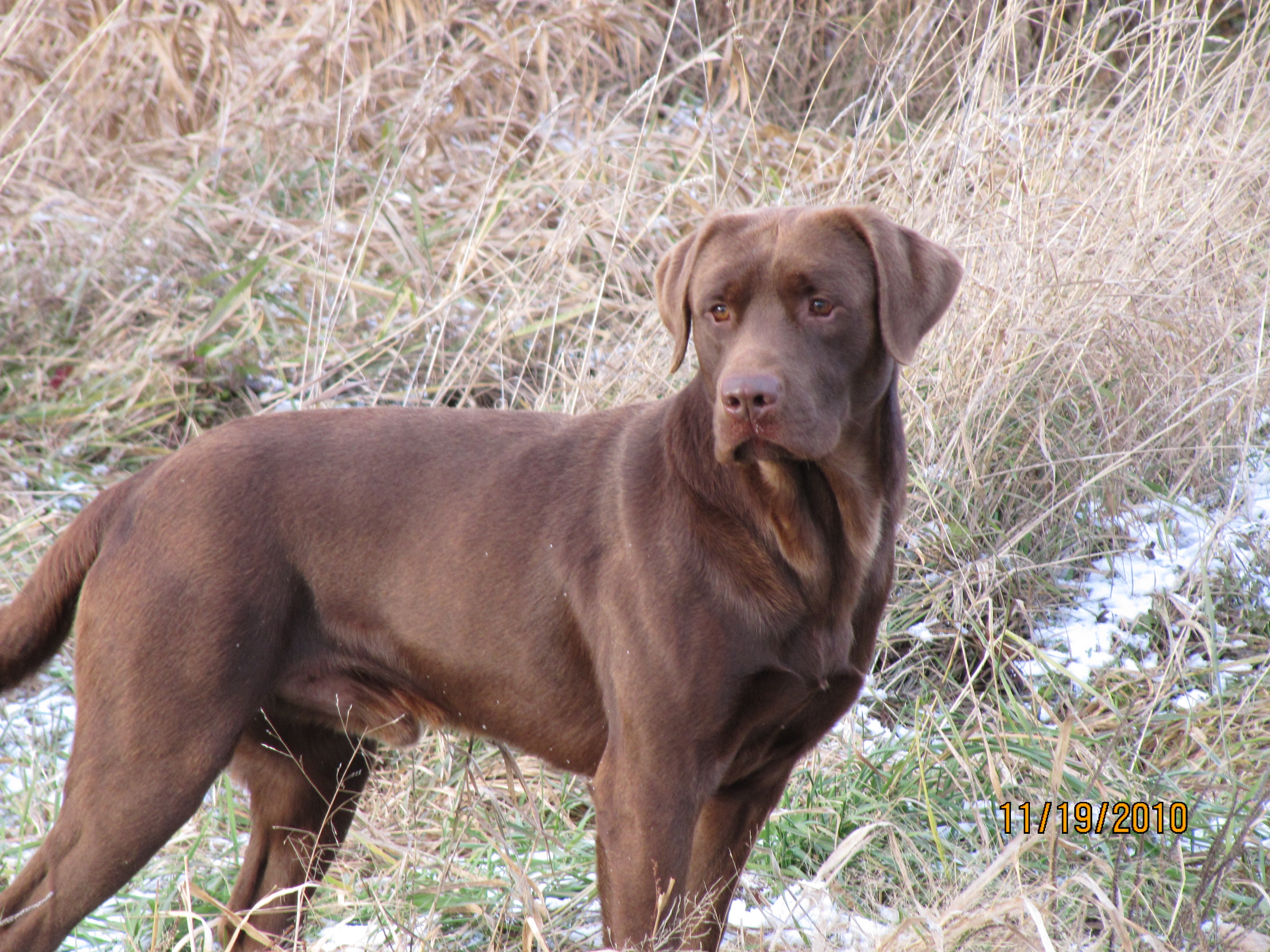 Chocolate Male Labrador