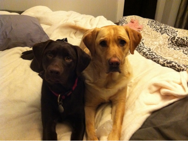 yellow and chocolate Labs