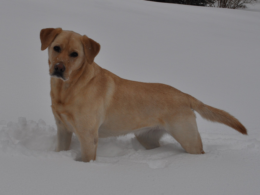 Little, the Heather Hollow Yellow Labrador
