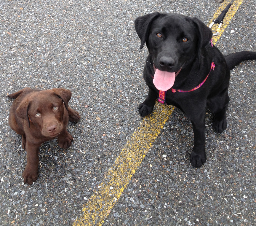 Black and Chocolate Labs