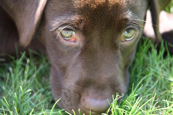 Cute Chocolate Labrador