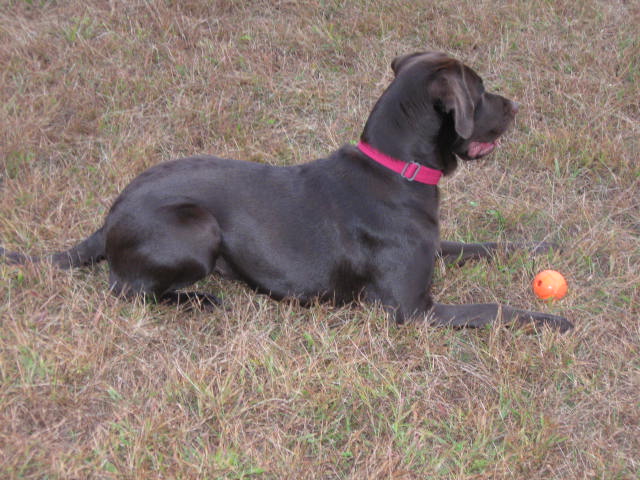 Chocolate Labrador Female