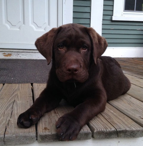 Heather Hollow Labs: Chocolate Pup