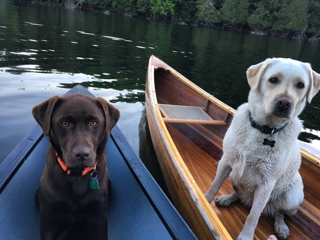 Chocolate and Yellow Labradors in Canoe