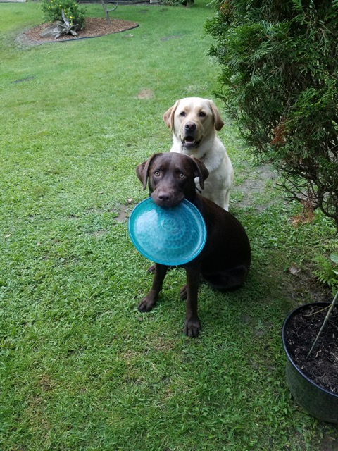 Yellow and Chocolate Labradors with a Frisbee