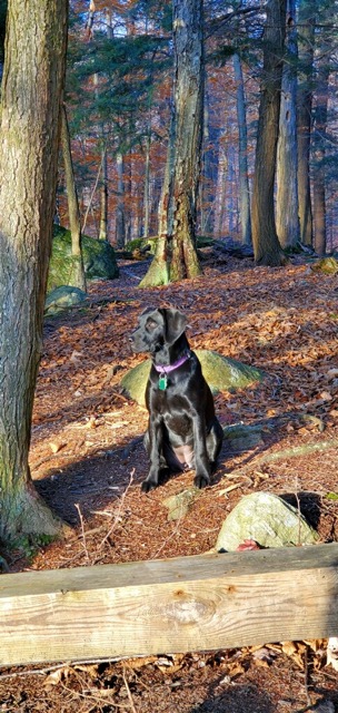 Black Lab in Forest